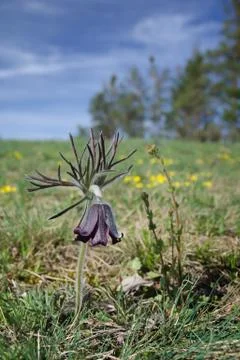 Spring meadow with flowering Small pasque flower (Pulsatilla pratensis) Stock Photos