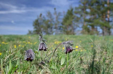Spring meadow with flowering Small pasque flowers (Pulsatilla pratensis) Stock Photos