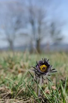 Spring meadow with flowering Small pasque flower (Pulsatilla pratensis) Stock Photos
