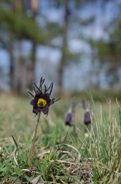 Spring meadow with flowering Small pasque flower (Pulsatilla pratensis) Stock Photos