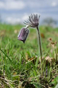 Spring meadow with flowering Small pasque flower (Pulsatilla pratensis) Stock Photos
