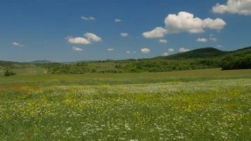 Spring meadow of flowers. 库存影片 86044046