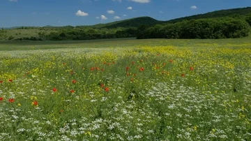 Spring meadow of flowers. Stock Footage 86044059