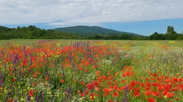 Spring meadow of flowers. Stock Footage 86047389