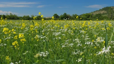 Spring meadow of flowers Stock Footage 86047481