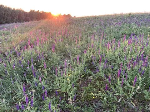 Spring meadow with flowers Stock Photos