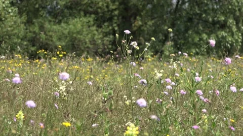 Spring meadow, focus out 4K Stock Footage 46205703