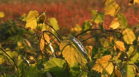 Spring meadow Stock Footage 411111