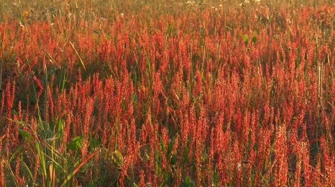 Spring meadow Vidéo 411162
