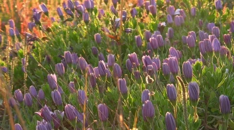 Spring meadow Video stock 411196