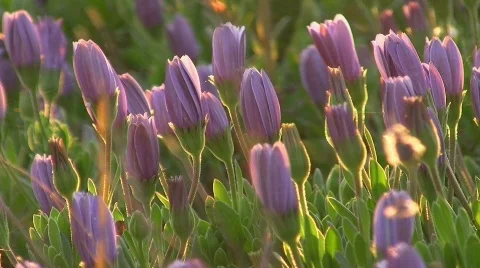 Spring meadow Video stock 411216