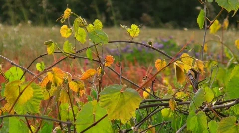Spring meadow Stock Footage 411223