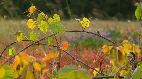 Spring meadow 스톡 동영상 411241