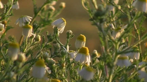 Spring meadow Видео 415382