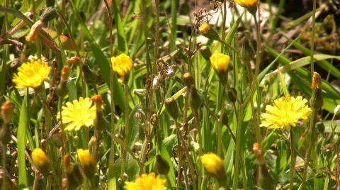 Spring meadow  Stock Footage 661006