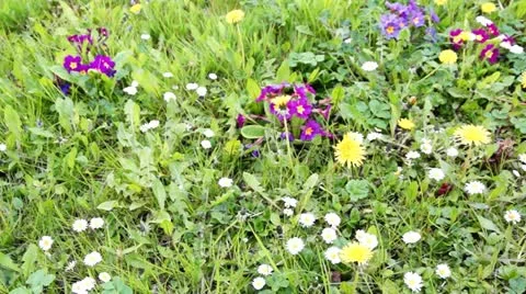 Spring Meadow Stock Footage 11016992