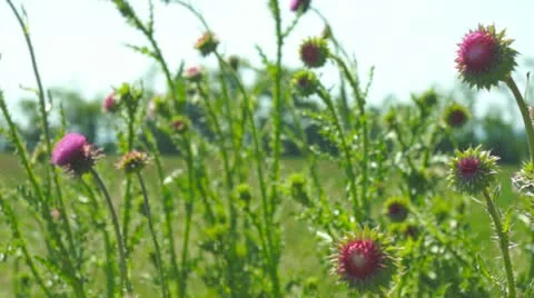 Spring meadow 스톡 동영상 12524951