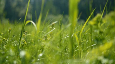 Spring meadow 库存影片 39193838