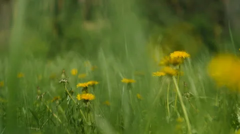 Spring meadow 库存影片 39194284