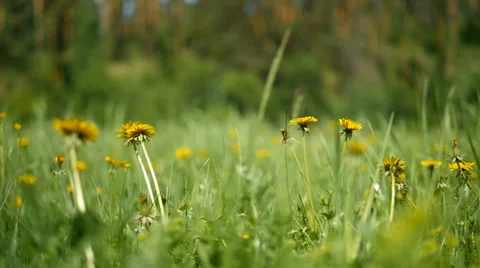 Spring meadow Stockbeeldmateriaal 39194616