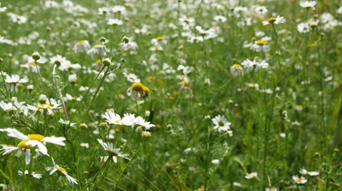 Spring Meadow Stock Footage 39897208