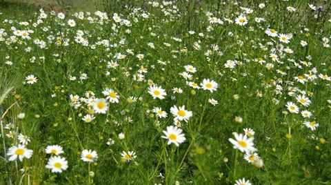 Spring Meadow Stock Footage 39898276