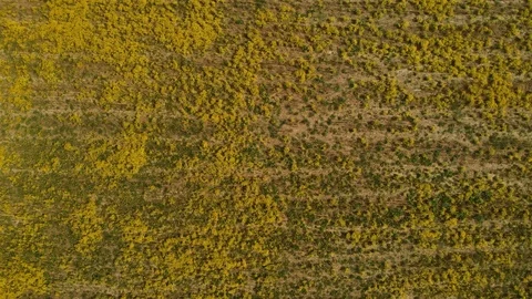 Spring meadow Stock Footage 89671931