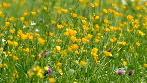 Spring meadow Stock Footage