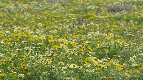 Spring meadow Stock Footage 177783489