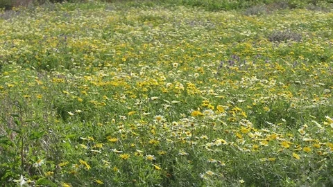 Spring meadow Stock Footage 177783628