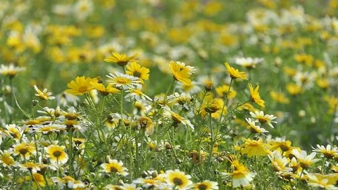 Spring meadow Stock Footage 177783711