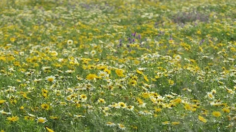 Spring meadow Stock Footage 177783729