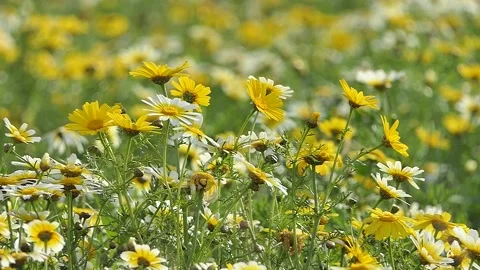 Spring meadow Stock Footage 177783831