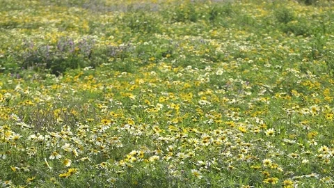 Spring meadow Video stock 177783864