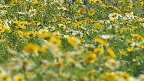 Spring meadow Stock Footage 177783991