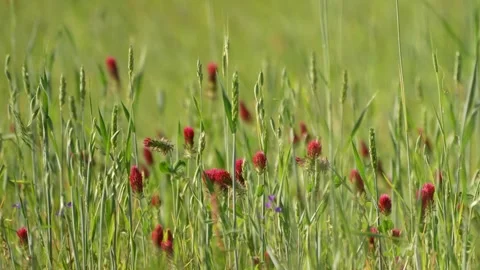 Spring Meadow Stock Footage 241264570
