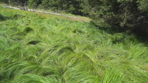 Spring meadow by forest Video stock 145492905