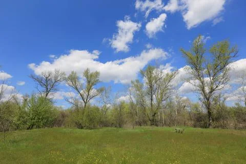 Spring meadow in forest Stock Photos