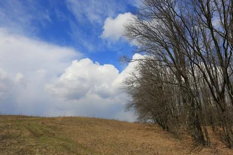 Spring meadow in forest Stock Photos