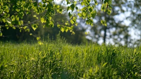Spring meadow with fresh green grass and tree leaves. Sliding 4K shot at sunset Stock Footage 107519189