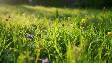 Spring meadow with fresh green grass and flowers Stock Footage 316766689