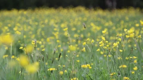 Spring meadow full of yellow flowers Stock Footage 40341314