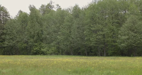 Spring meadow full of yellow flowers, 4K slomo Stock Footage 244394512