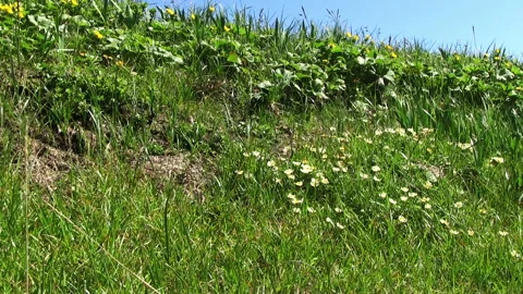Spring Meadow Globeflowers Stock Footage 99190722
