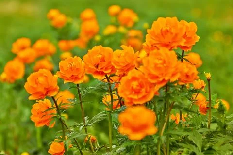 Spring Meadow Globeflowers Stock Photos
