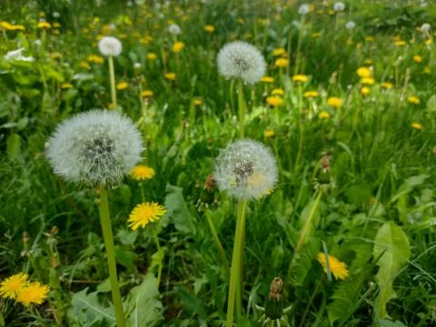 Spring meadow. Grass and dandelions. Stock Photos