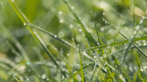 Spring meadow grasses with dew sliding camera 4K 003 Stock-Footage 107651173