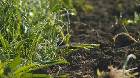 Spring meadow grasses with dew sliding camera 4K 002 Stock Footage 107651507