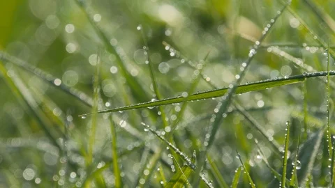 Spring meadow grasses with dew sliding camera 4K 004 Stock Footage 107651597