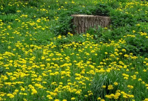 Spring meadow - green grass studded with dandelions (Taraxacum) Stock Photos